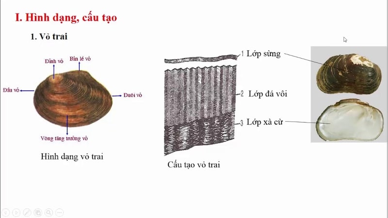 cách dinh dưỡng của trai có ý nghĩa như thế nào với môi trường nước