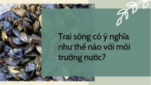 cách dinh dưỡng của trai có ý nghĩa như thế nào với môi trường nước