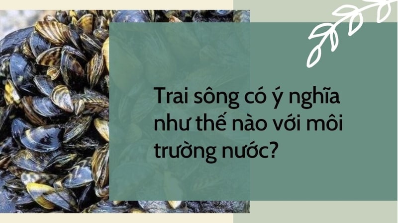 cách dinh dưỡng của trai có ý nghĩa như thế nào với môi trường nước