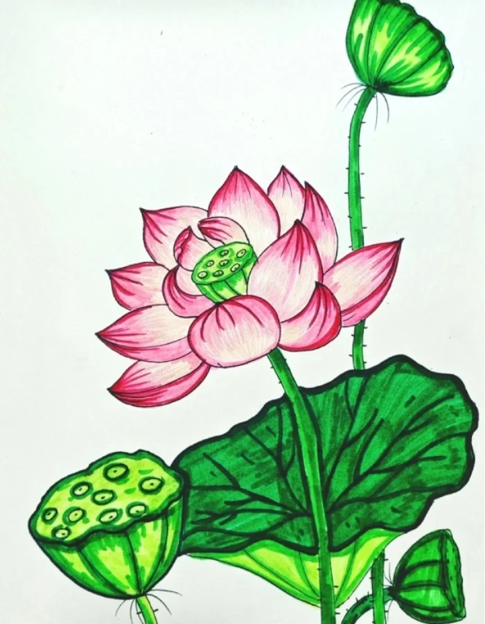 Nhịp sống chậm trong tranh vẽ hoa sen
