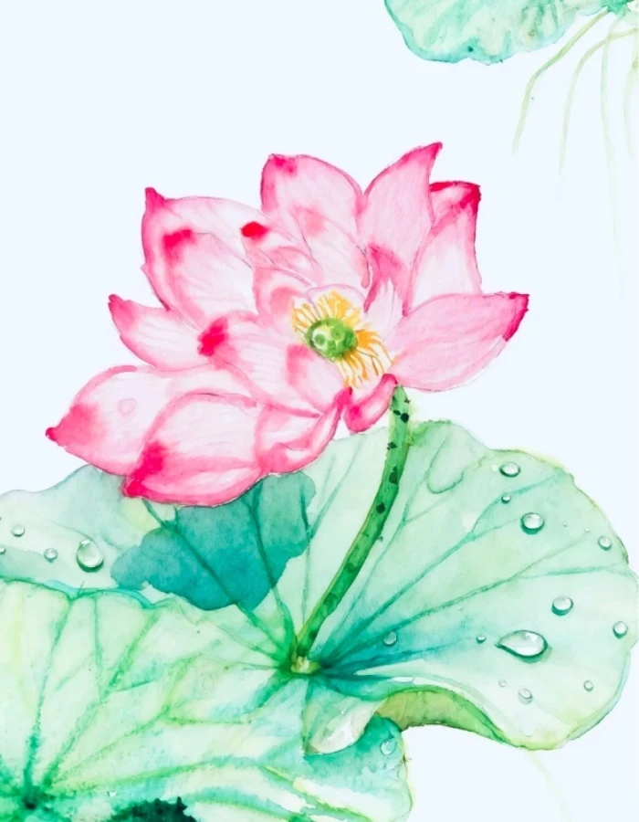 Tông màu nhã nhặn cho tranh vẽ hoa sen