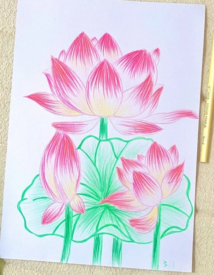 Vẻ đẹp giản đơn từ tranh vẽ hoa sen