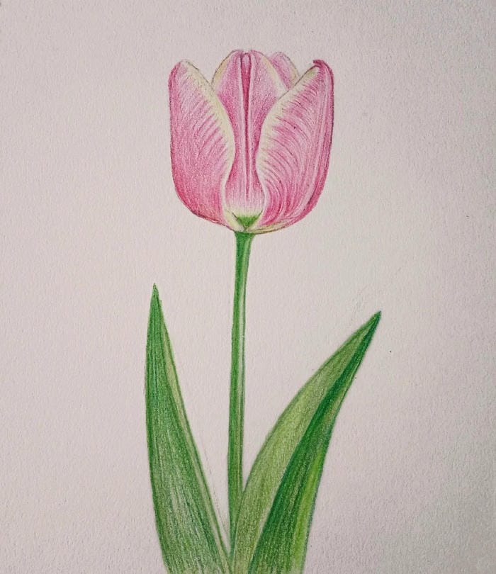 phong cách hội họa nhẹ nhàng tranh vẽ hoa tulip