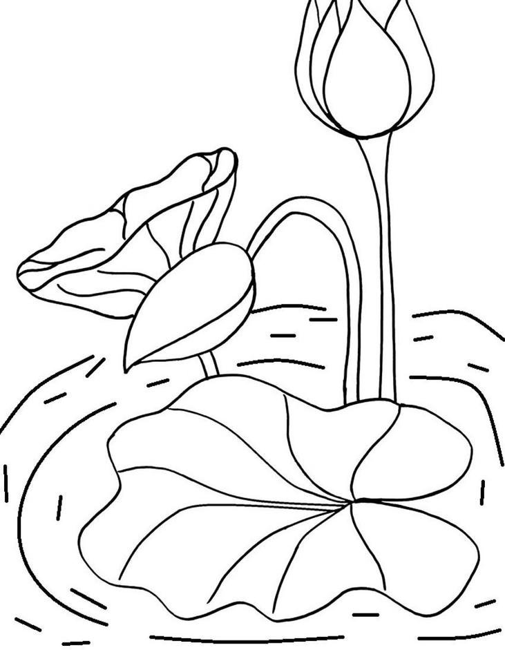 Ảnh tô màu hoa sen dùng cho giải trí