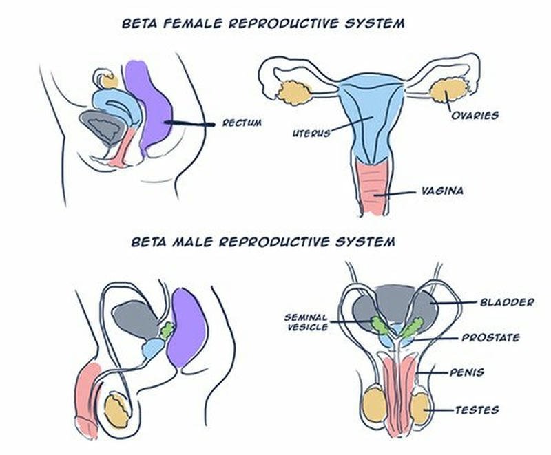 Beta Giới Tính Cân Bằng và Ổn Định