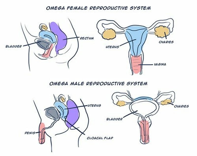 Cơ Chế Sinh Học và Phản Ứng Kỳ Động Dục Của Omega Nam và Nữ