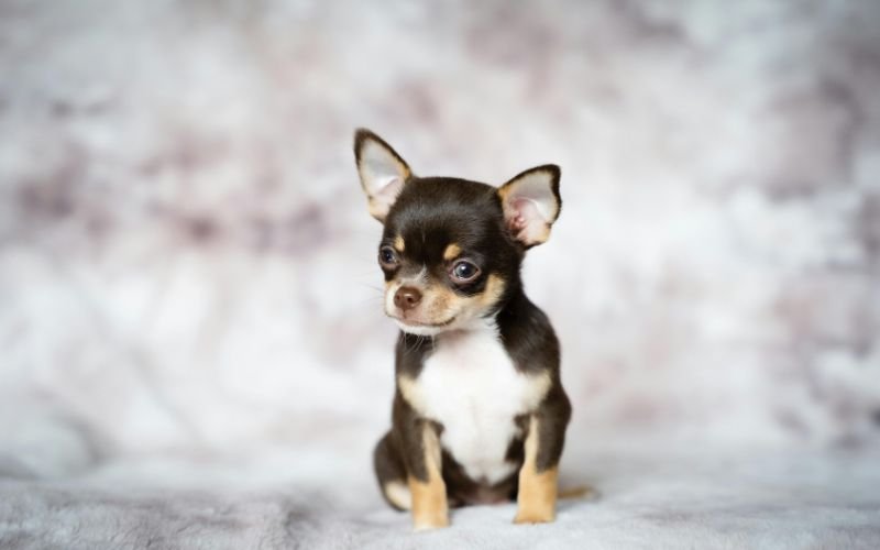 Đảm Bảo Phúc Lợi Cho Đàn Chó 6 Con_ Lời Khuyên Từ Gold Season