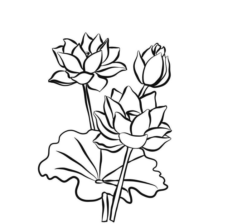 Hình tô màu hoa sen cho bé tập tô