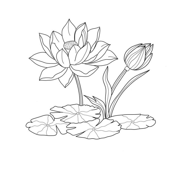 Hình tô màu hoa sen đơn giản tinh tế