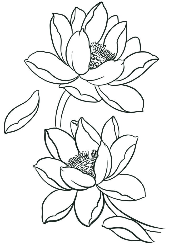 Hình tô màu hoa sen phù hợp trẻ em