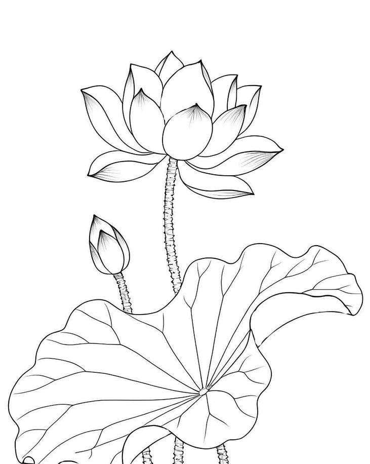 Hình tô màu hoa sen rõ nét dễ tô