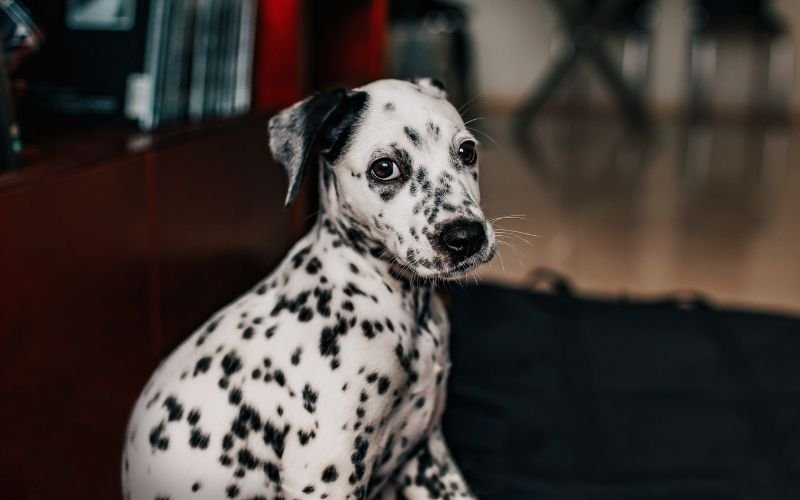 Nhận chó được tặng_ May mắn hay rủi ro tiềm ẩn