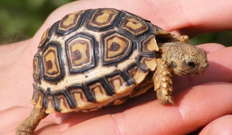 Rùa Vào Nhà Tốt Hay Xấu