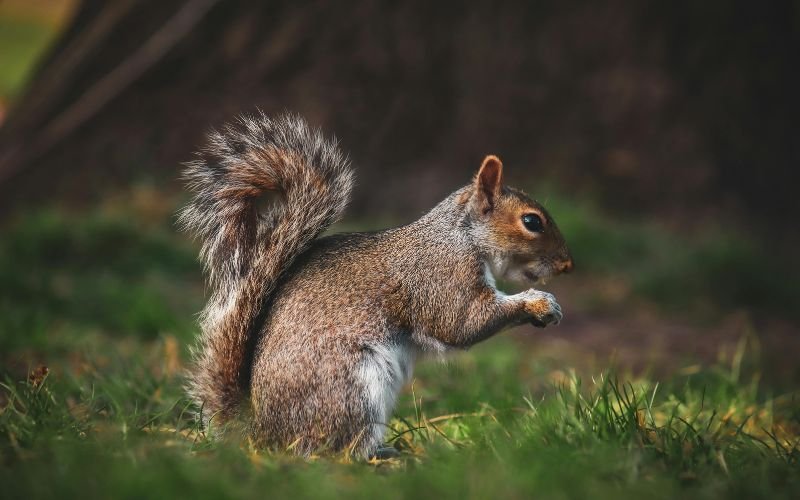 Sóc Vào Nhà Tốt Hay Xấu Theo Quan Niệm Dân Gian