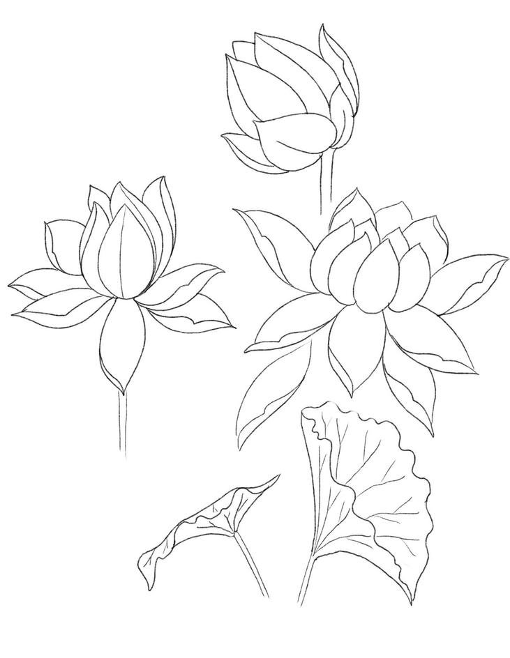 Tranh tô màu hoa sen dễ tô thư giãn