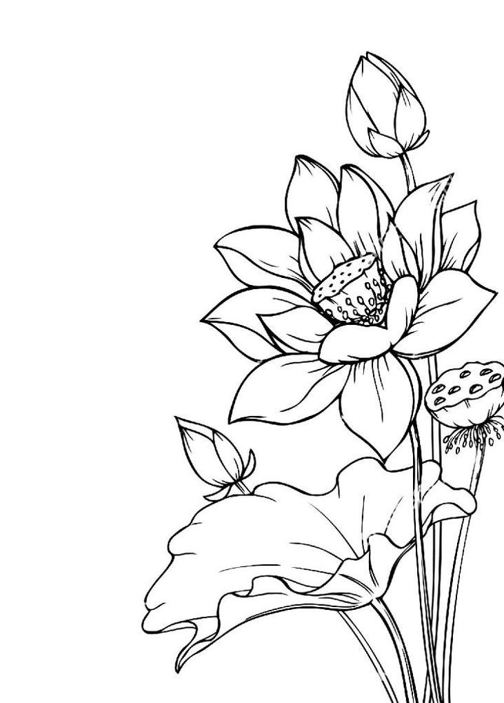 Tranh tô màu hoa sen đơn giản dễ tô