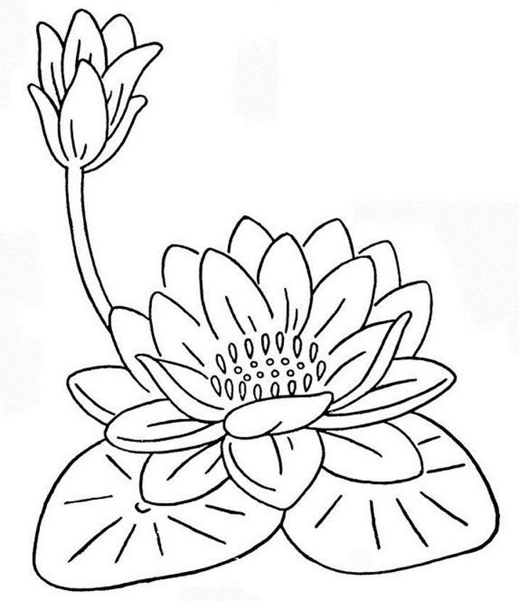 Tranh tô màu hoa sen dùng học mỹ thuật