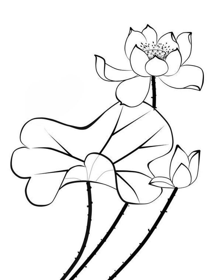 Tranh tô màu hoa sen nét vẽ rõ ràng