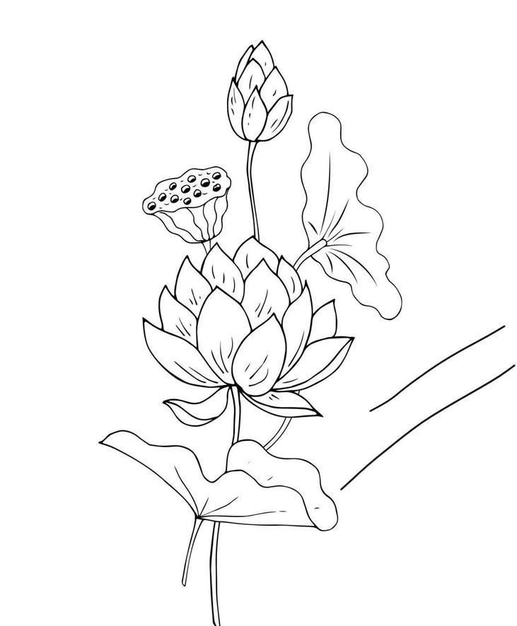 Tranh tô màu hoa sen thư giãn tinh thần