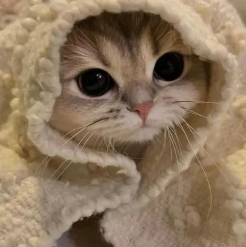 ảnh avatar mèo vô tri buồn cute