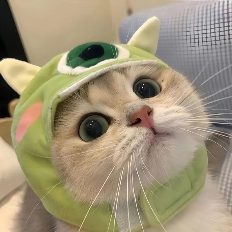 ảnh avatar mèo vô tri cute độc đáo