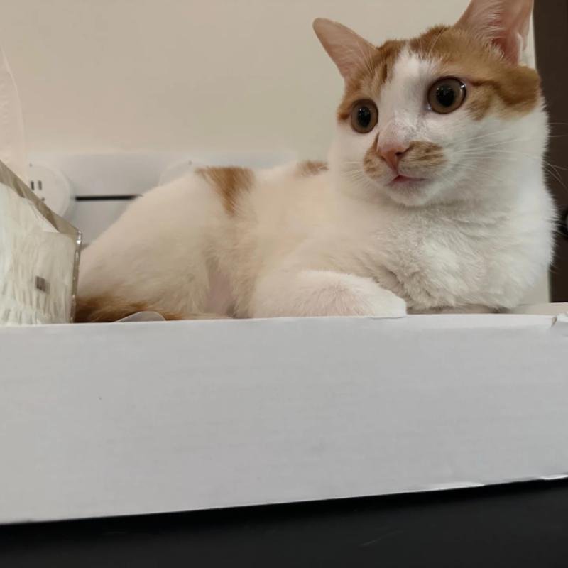 ảnh avatar mèo vô tri siêu hài