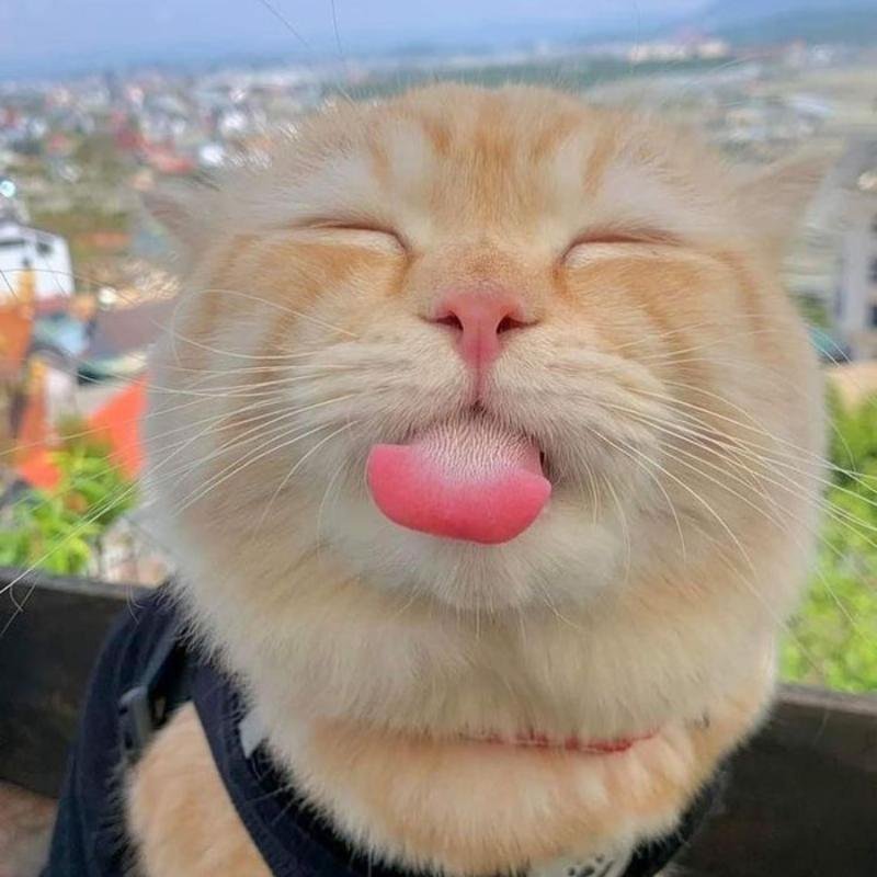 ảnh meme avatar biểu cảm cute