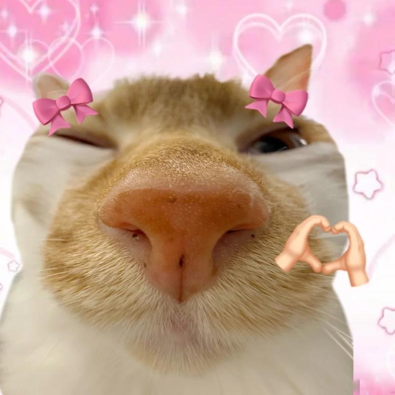 ảnh meme avatar mèo cute chụp cận mặt