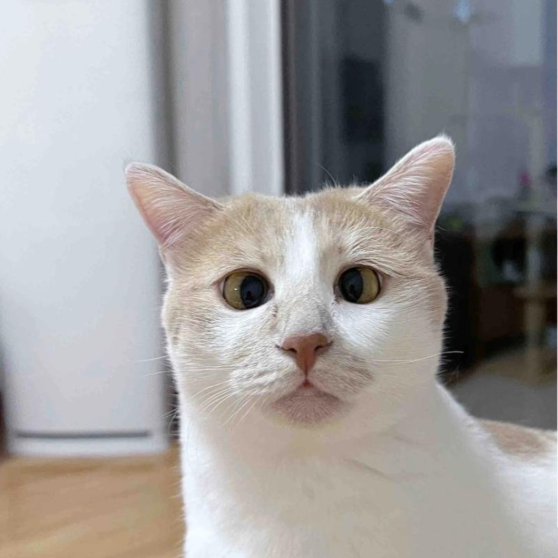 ảnh mèo vô tri biểu cảm trống rỗng