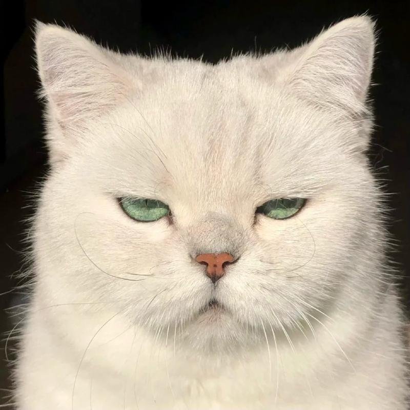 ảnh mèo vô tri cute dùng làm avatar