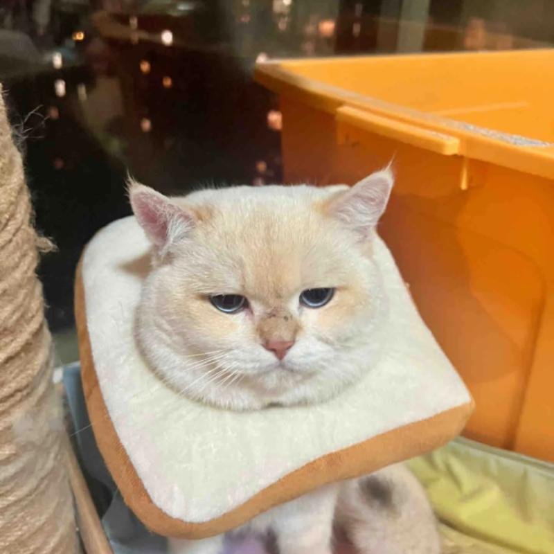 ảnh mèo vô tri dùng làm avatar ngầu