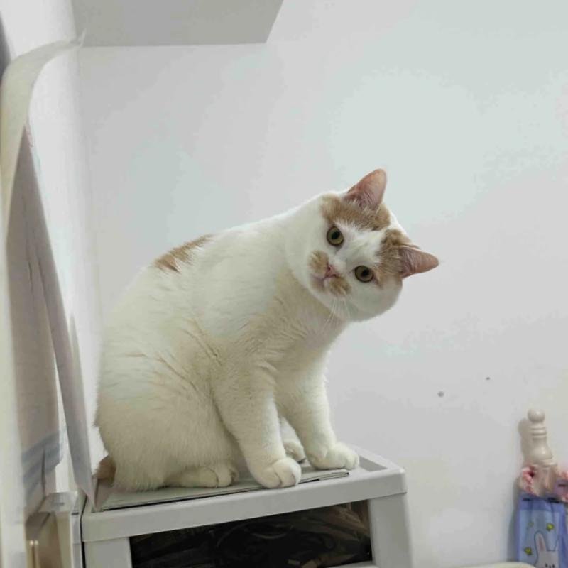 ảnh mèo vô tri hài hước cho profile