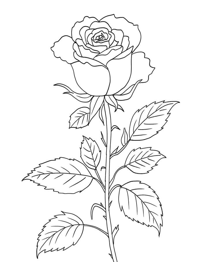 ảnh tranh tô màu hoa hồng sinh động