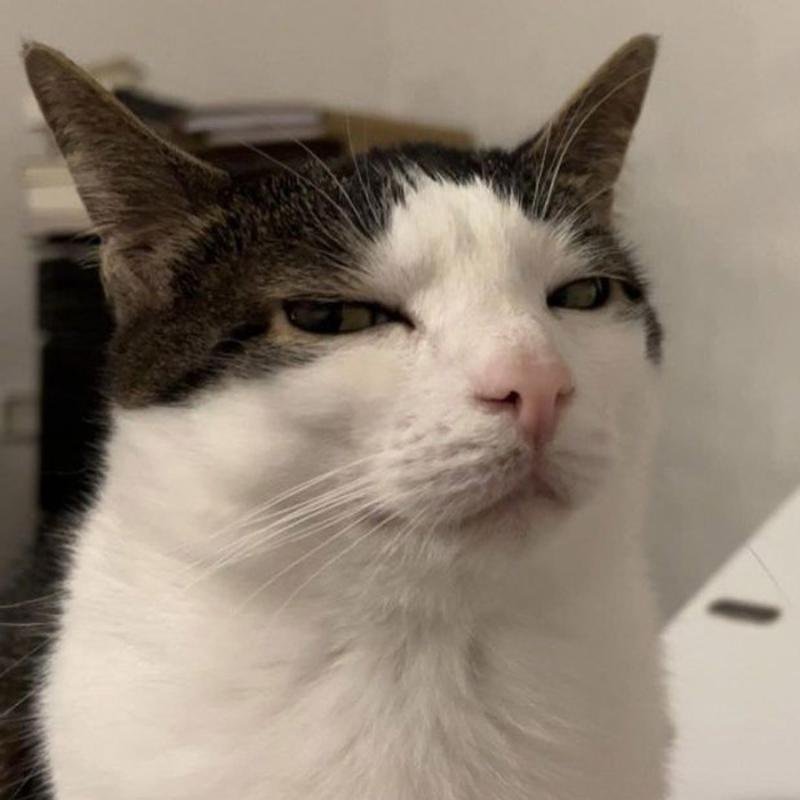 avatar meme avatar nhìn ngầu lạ