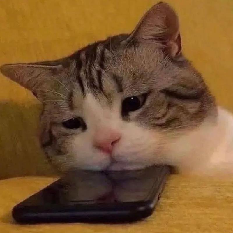 avatar mèo vô tri buồn đời