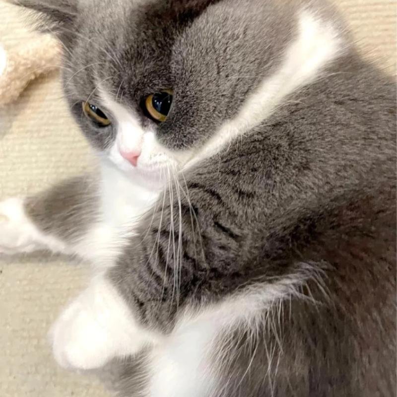 avatar mèo vô tri dành cho người ít nói