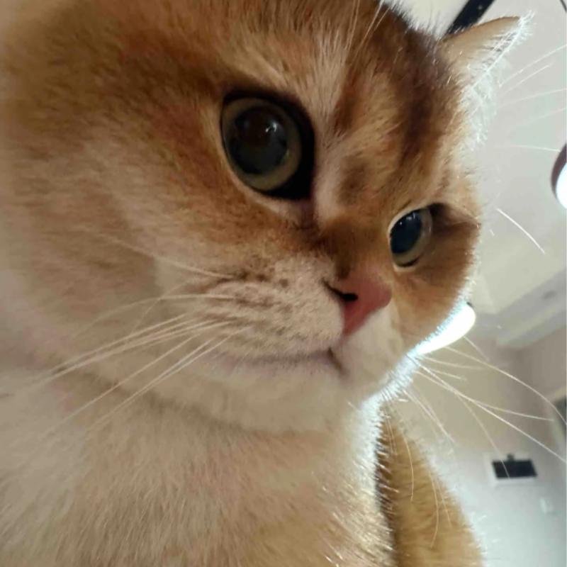 avatar mèo vô tri hợp style ngầu