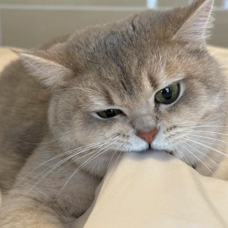 avatar mèo vô tri nhìn là thấy buồn cười