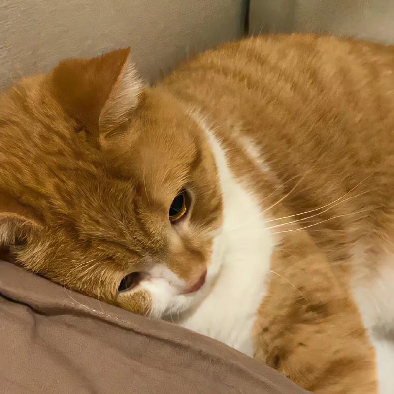 avatar mèo vô tri nhìn rất tỉnh bơ