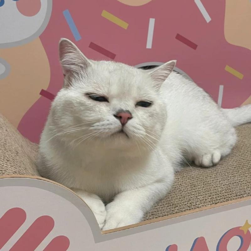 avatar mèo vô tri phong cách ngầu lạ