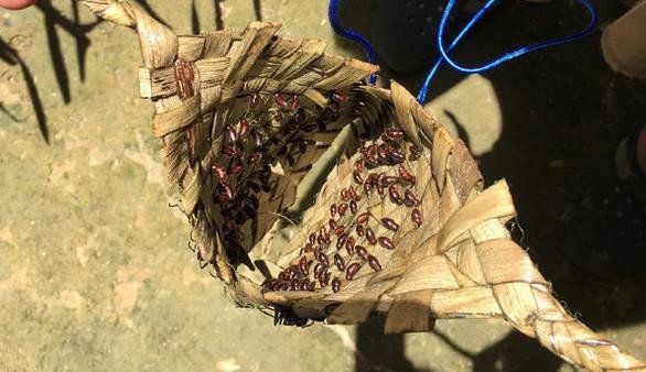 Bên trong găng tay chứa đầy kiến đạn cho nghi lễ Tucandeira