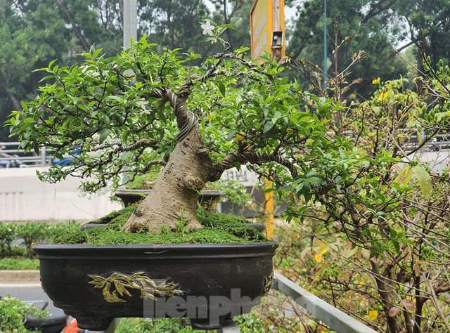 Bonsai mini độc đáo có kích thước nhỏ gọn