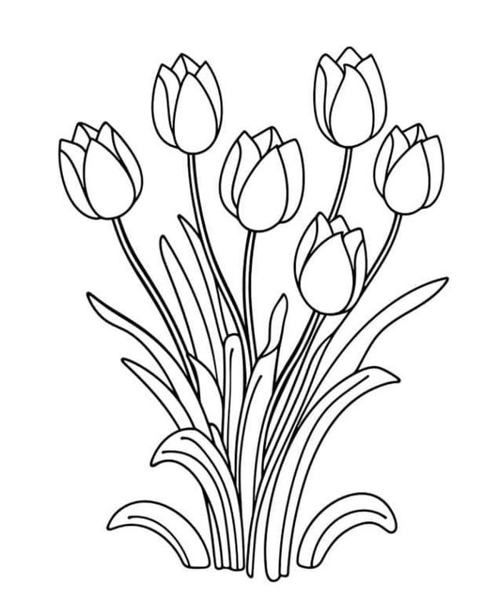 bức vẽ tulip tô màu gọn gàng