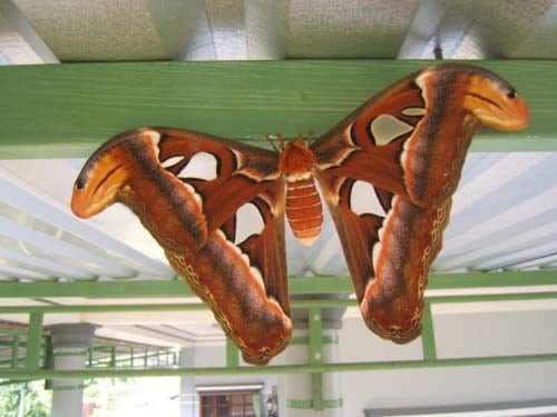 Bướm vàng bay vào nhà, biểu tượng cho tin vui tình duyên