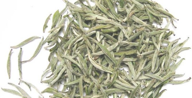 Búp trà non phủ lông tơ trắng được thu hoạch để chế biến bạch trà