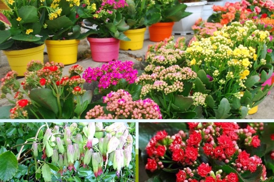 Các giống cây sống đời phổ biến ở Việt Nam