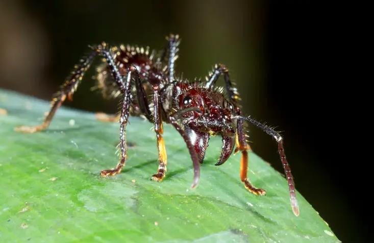 Cận cảnh loài kiến đạn Paraponera Clavata