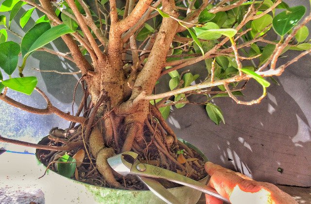 Cành cây si được cắt tỉa gọn gàng chuẩn bị cho việc giâm cành