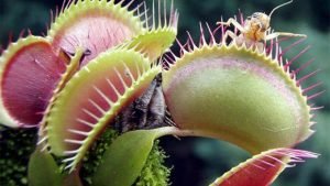 Cây ăn thịt người có thực sự tồn tại trên đời không?