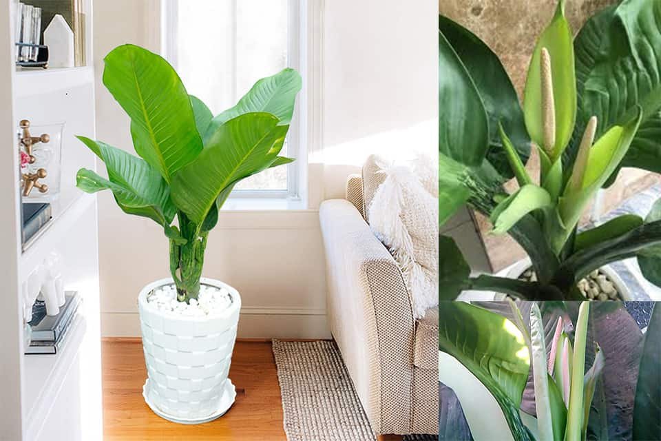 Cây Đại Phú Gia xanh tươi khỏe mạnh để trong nhà